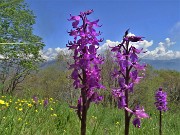 67 Orchis mascula (Orchide maschia) 